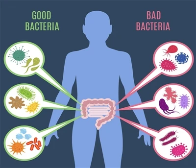 Pochopení střevních mikrobů: Role probiotik při udržování zdraví střeva